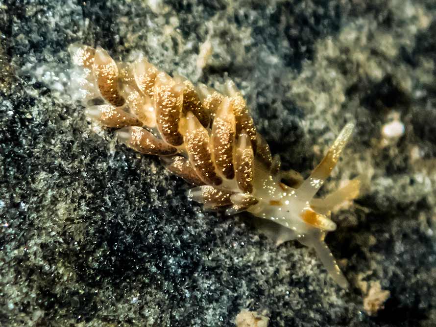 Trinchesia foliata